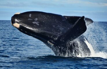 Argentina Península Valdés Ballenas
