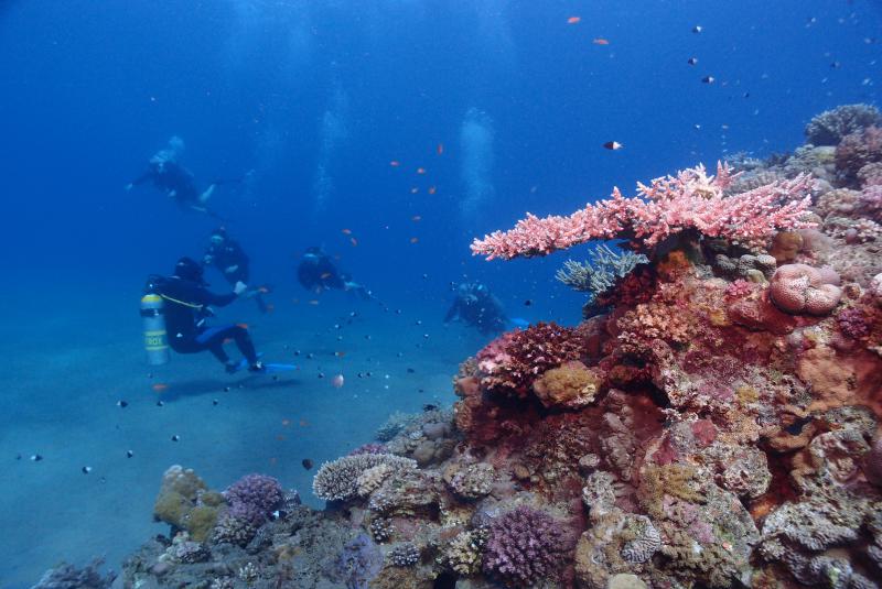 Buceo en el Mar Rojo corales