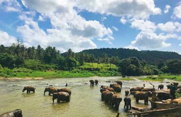 Elefantes Bañando Sri Lanka