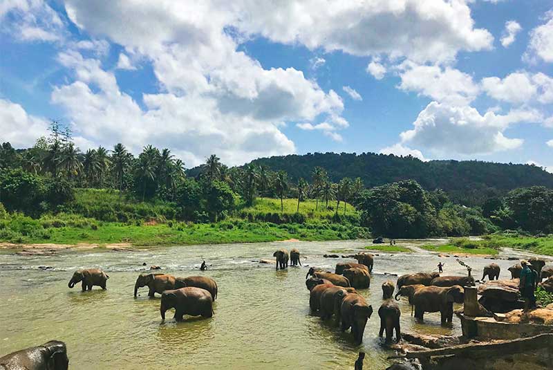 Elefantes Bañando Sri Lanka