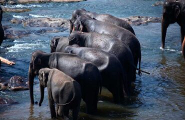 Elefantes Sri Lanka 2