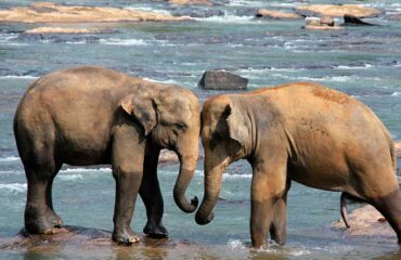 Elefantes Sri Lanka