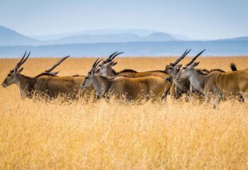 Kenia Masai MAra Antilopes 2