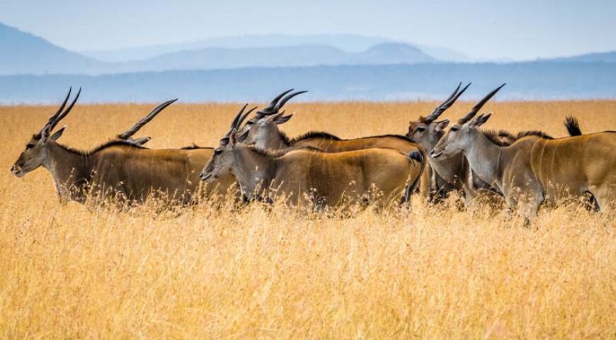 Kenia Masai MAra Antilopes 2