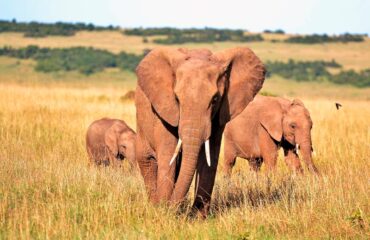 Kenya - Elefantes