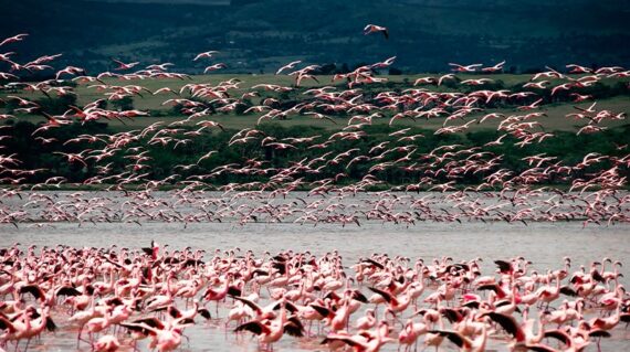 Kenya - Flamencos Rosas