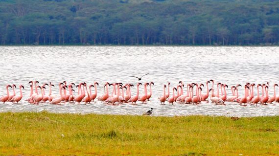Kenia