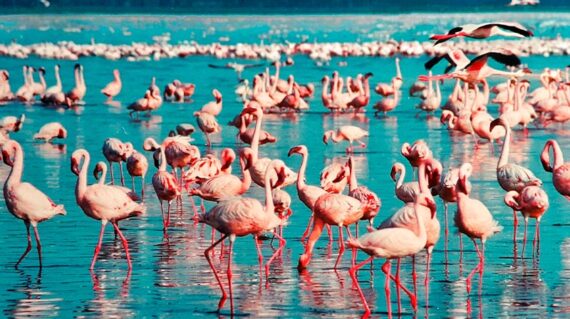 Lago Nakuru