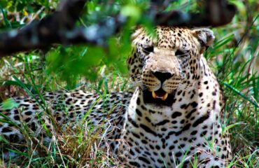 Leopardo al acecho