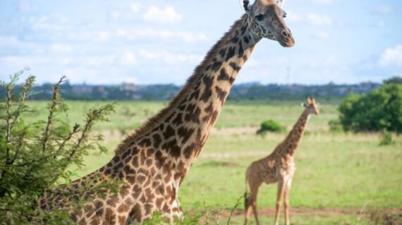 Tanzania