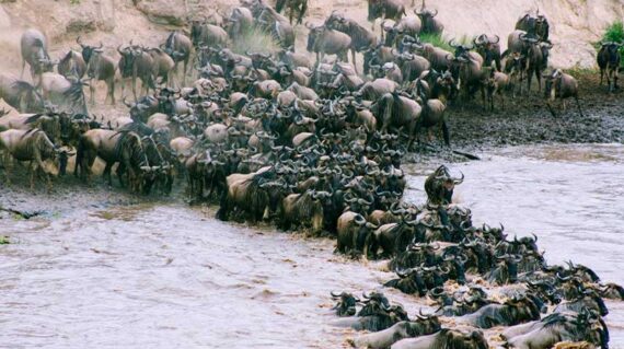 Ñus cruzando el rio