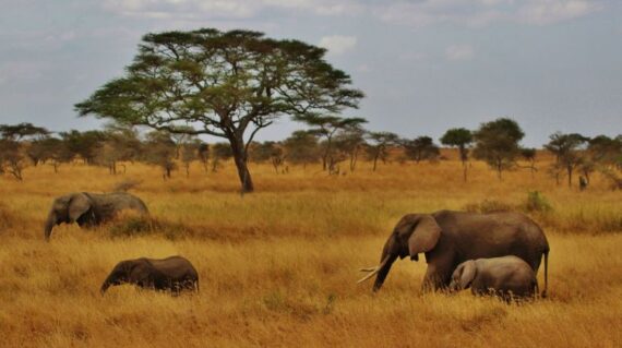 Tanzania