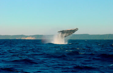 Sudáfrica ballena