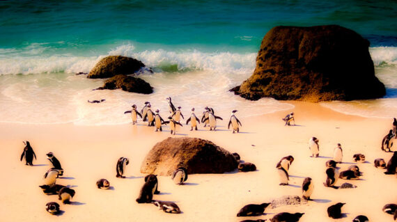 Sudáfrica Pingüinos