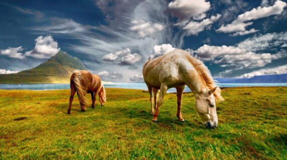 Caballos Islandia