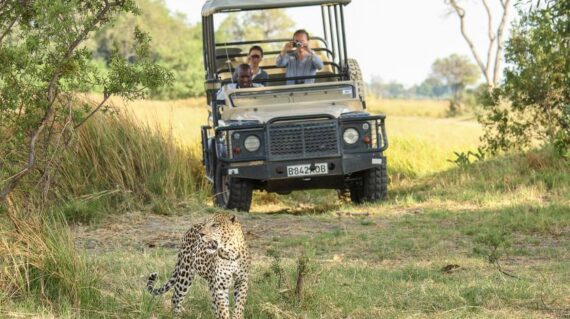 Safari