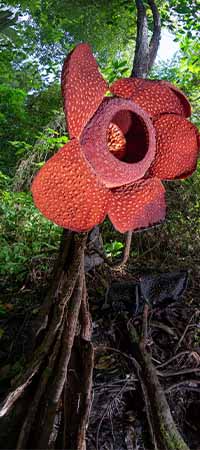 Rafflesia flower