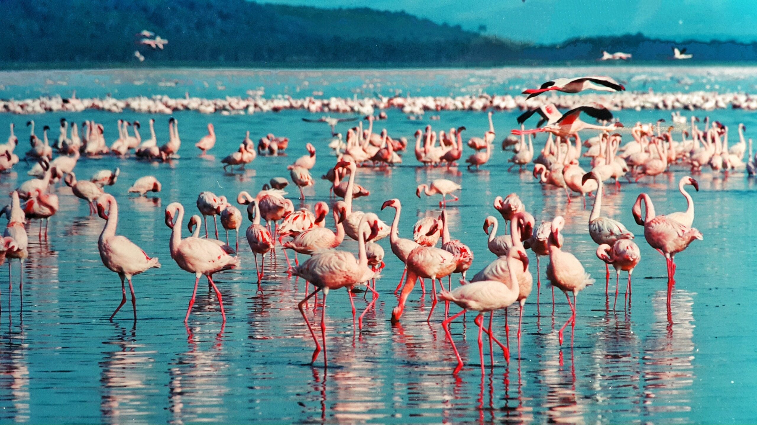Parque Nacional del Lago Nakuru