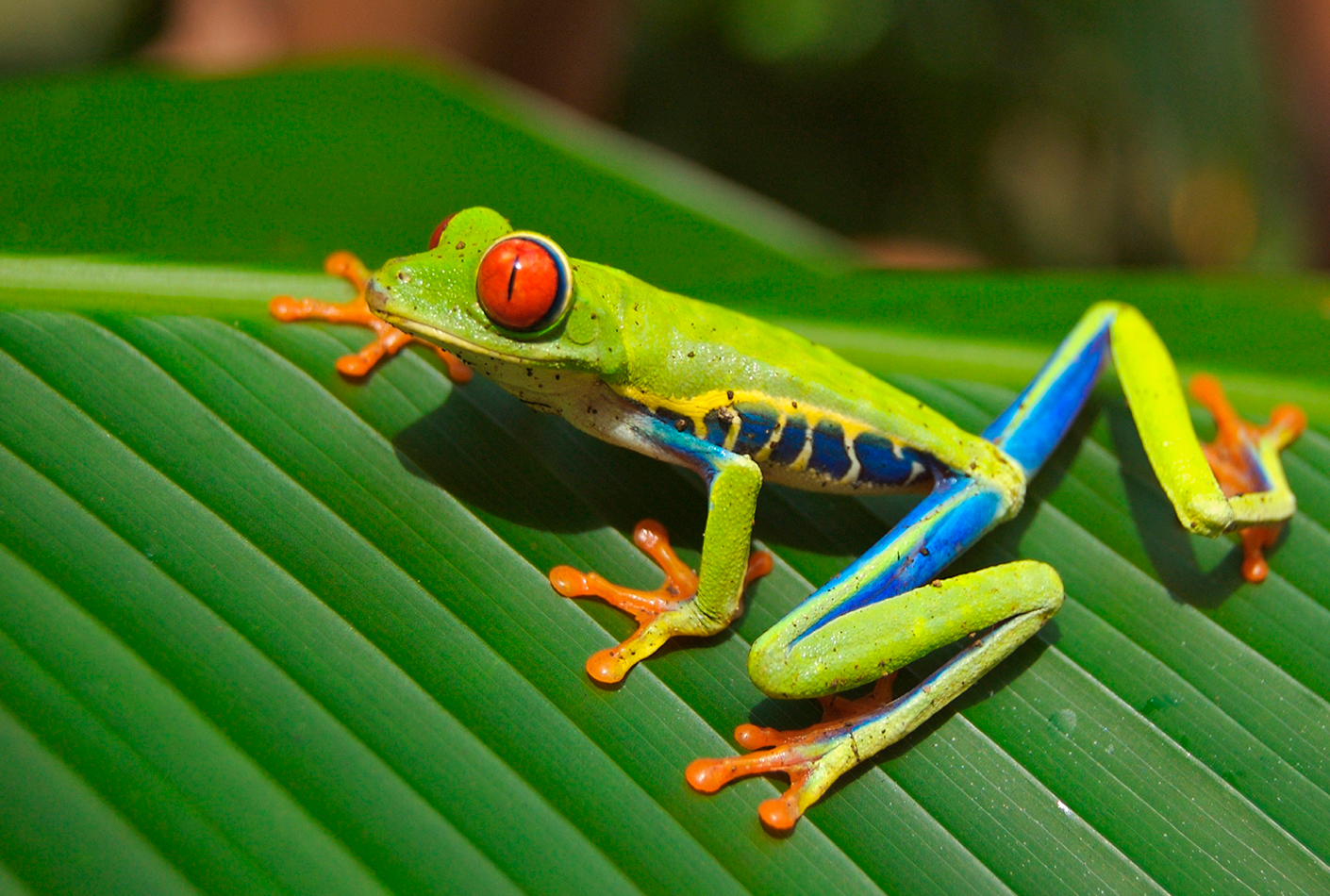 Costa Rica Autentica