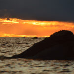 Puerto Madryn Ballenas atardecer