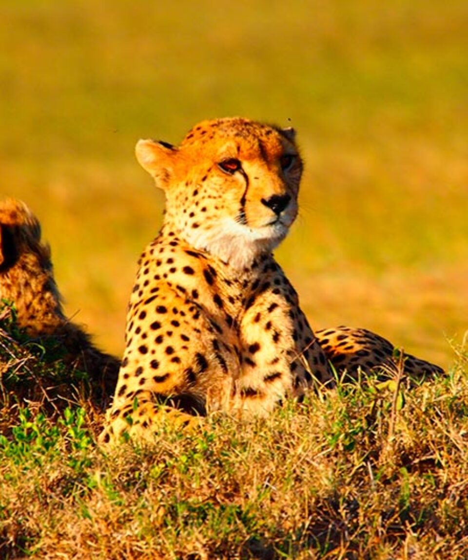 Kenia  Cheetah