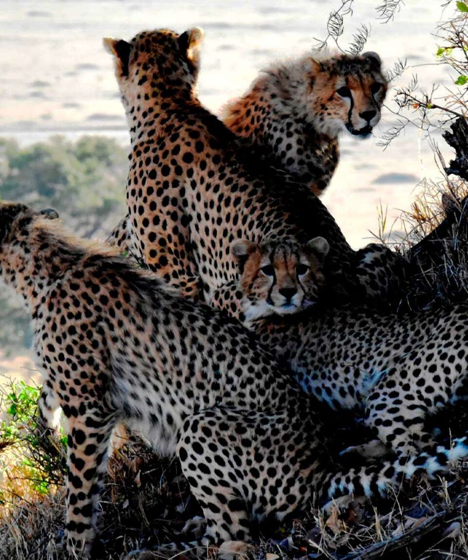 Tanzania Safari Cheetah