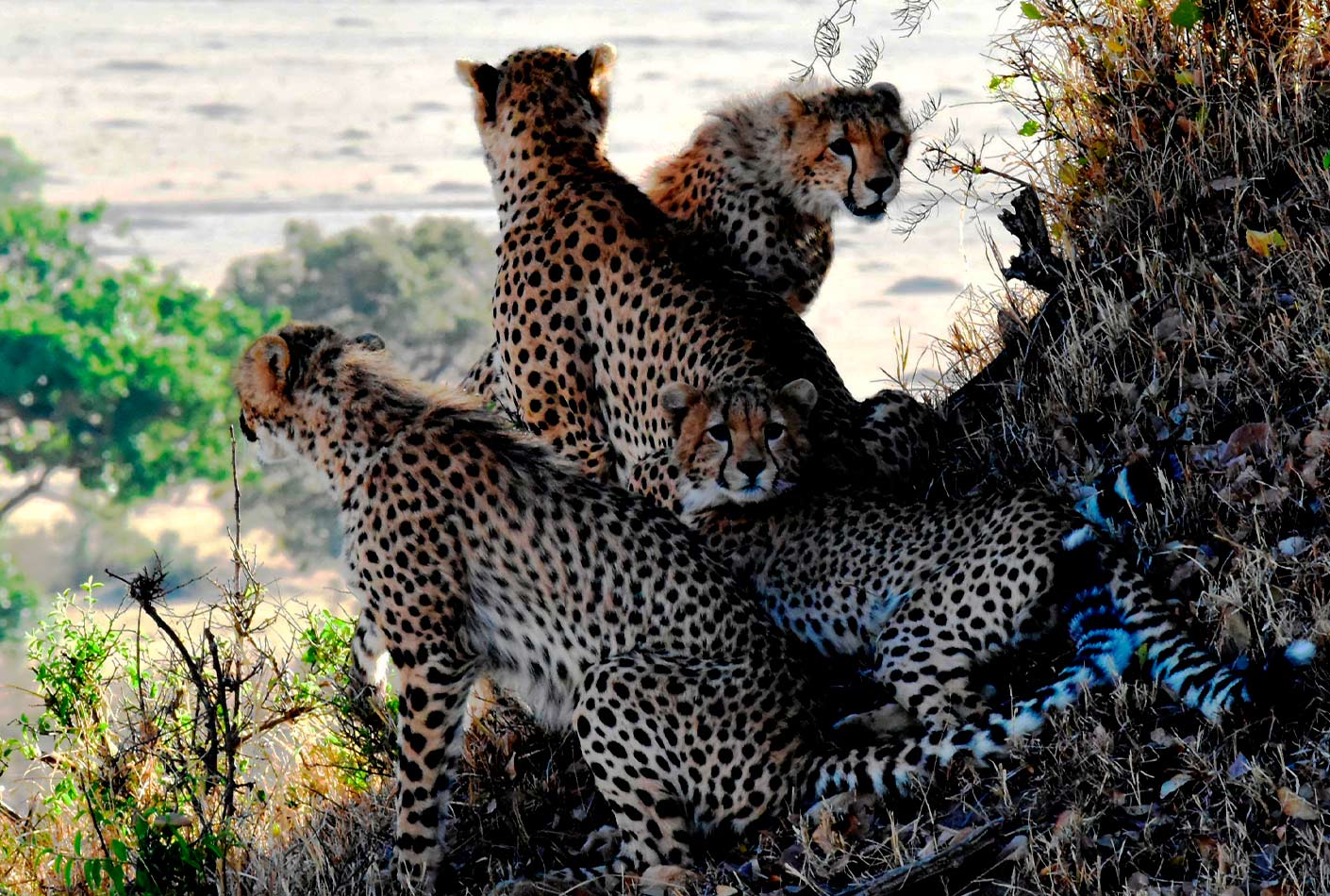 Tanzania Safari Cheetah