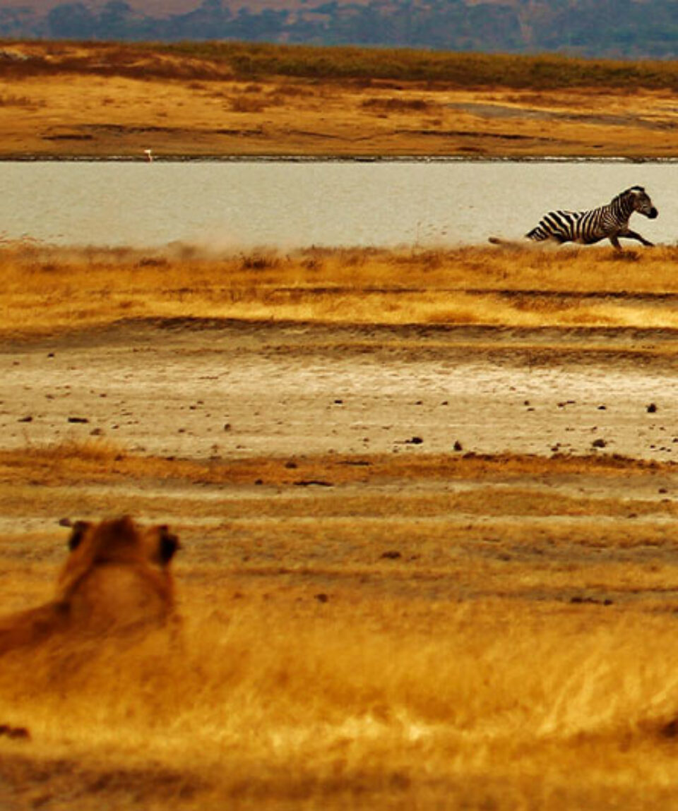 Tanzania Cebras y leones