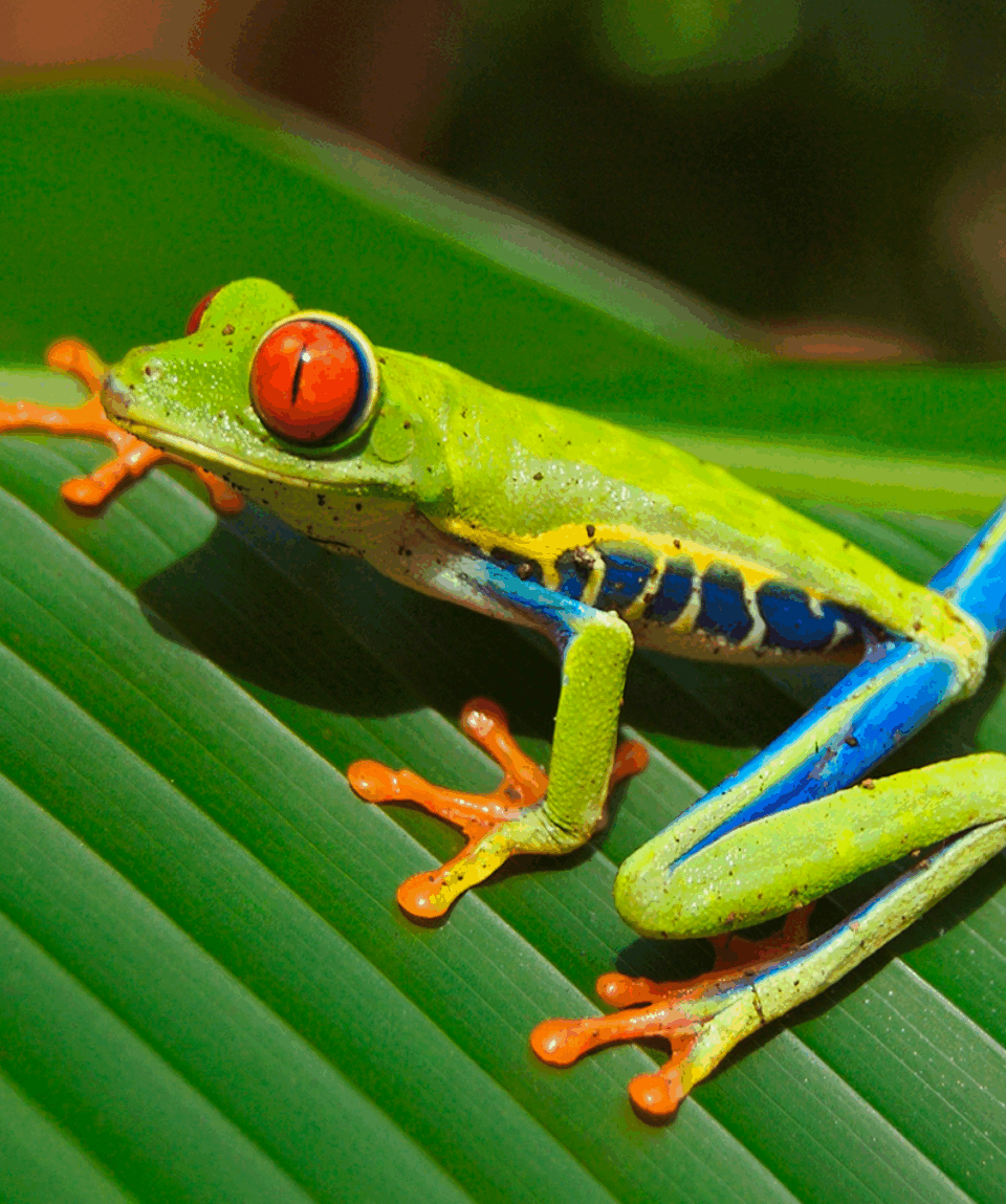Costa Rica Autentica