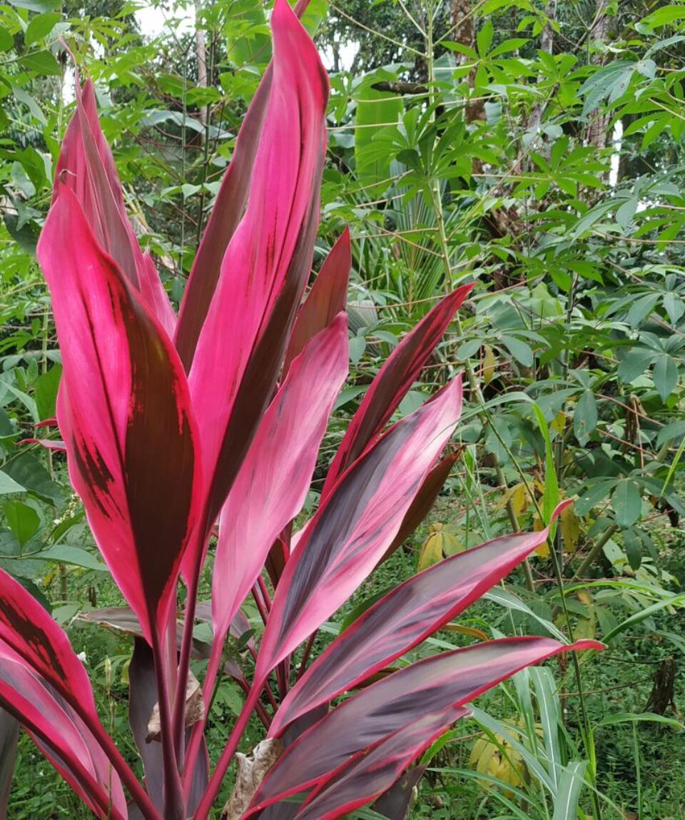 Costa Rica Incógnita