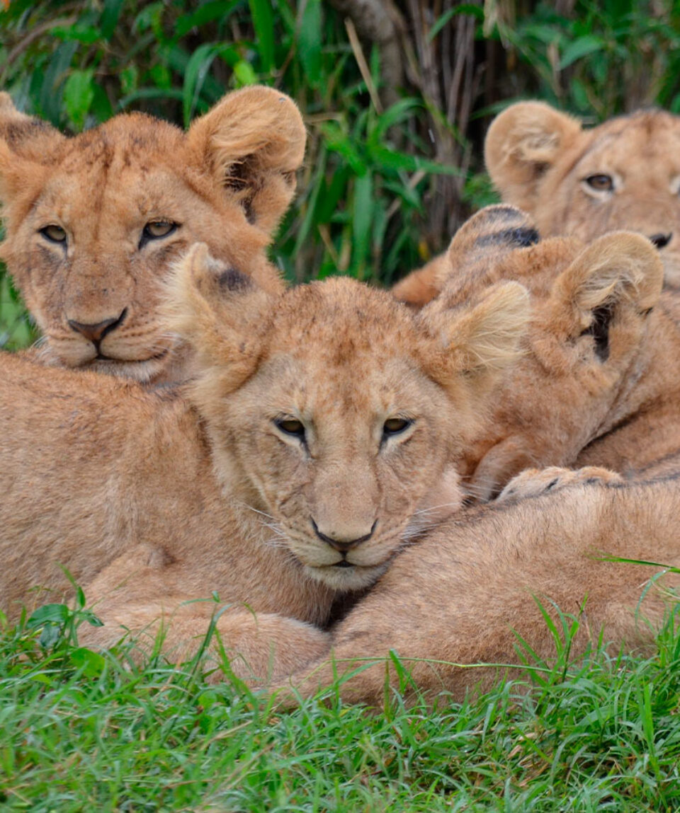 Kenya Leones