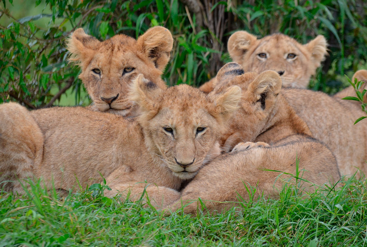 Kenya Leones