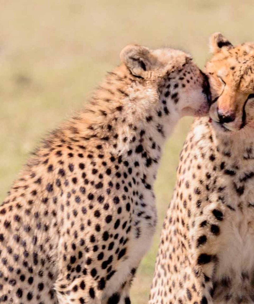 Pareja de Guepardos