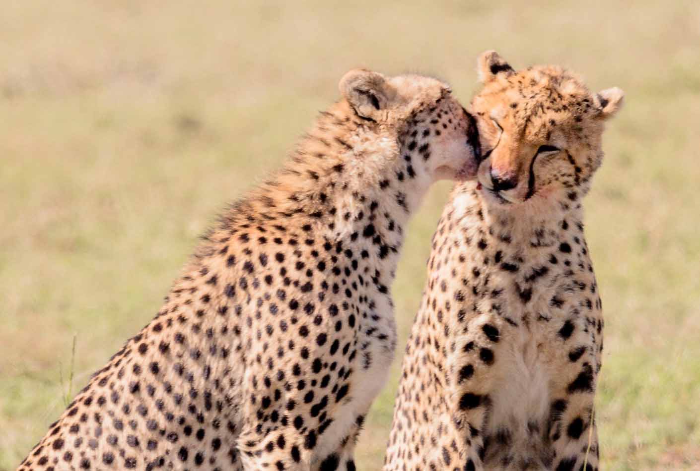 Pareja de Guepardos