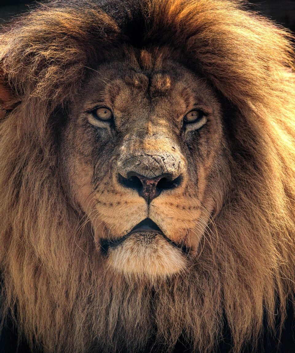 Sudafrica Leon portada