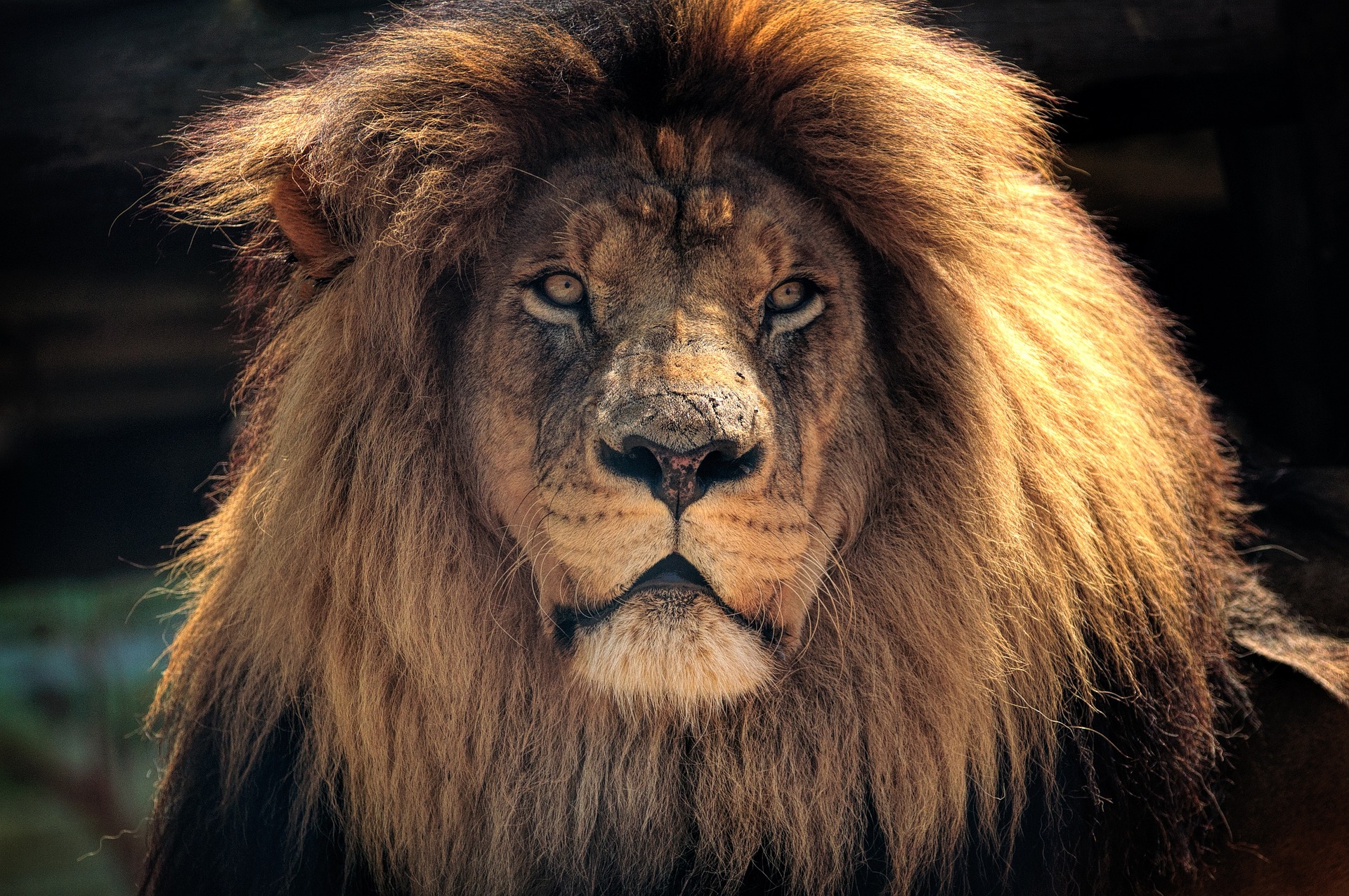 Sudafrica Leon portada