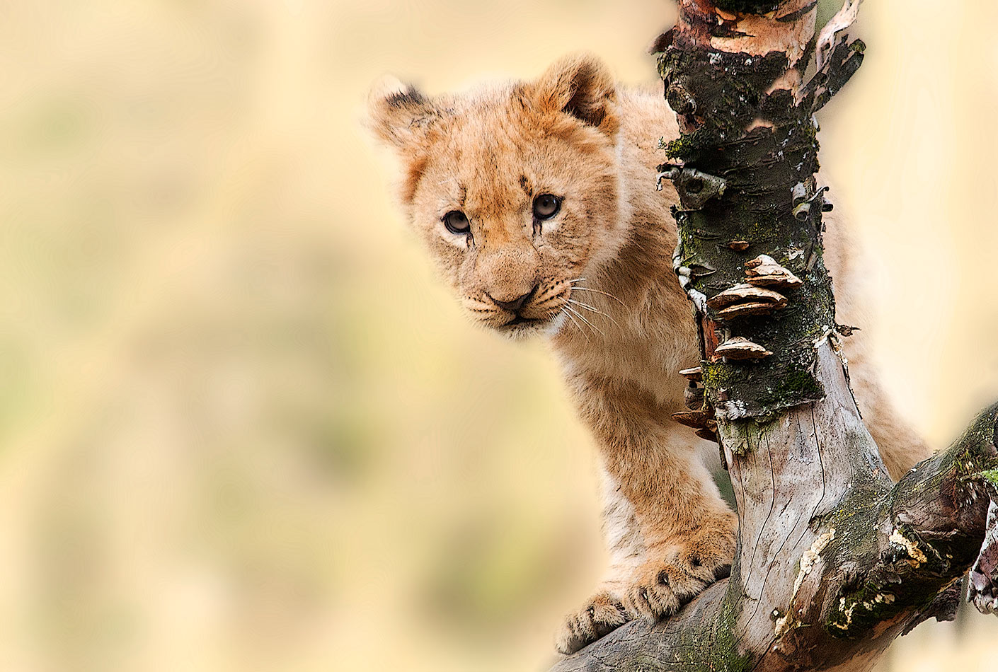 Tanzania