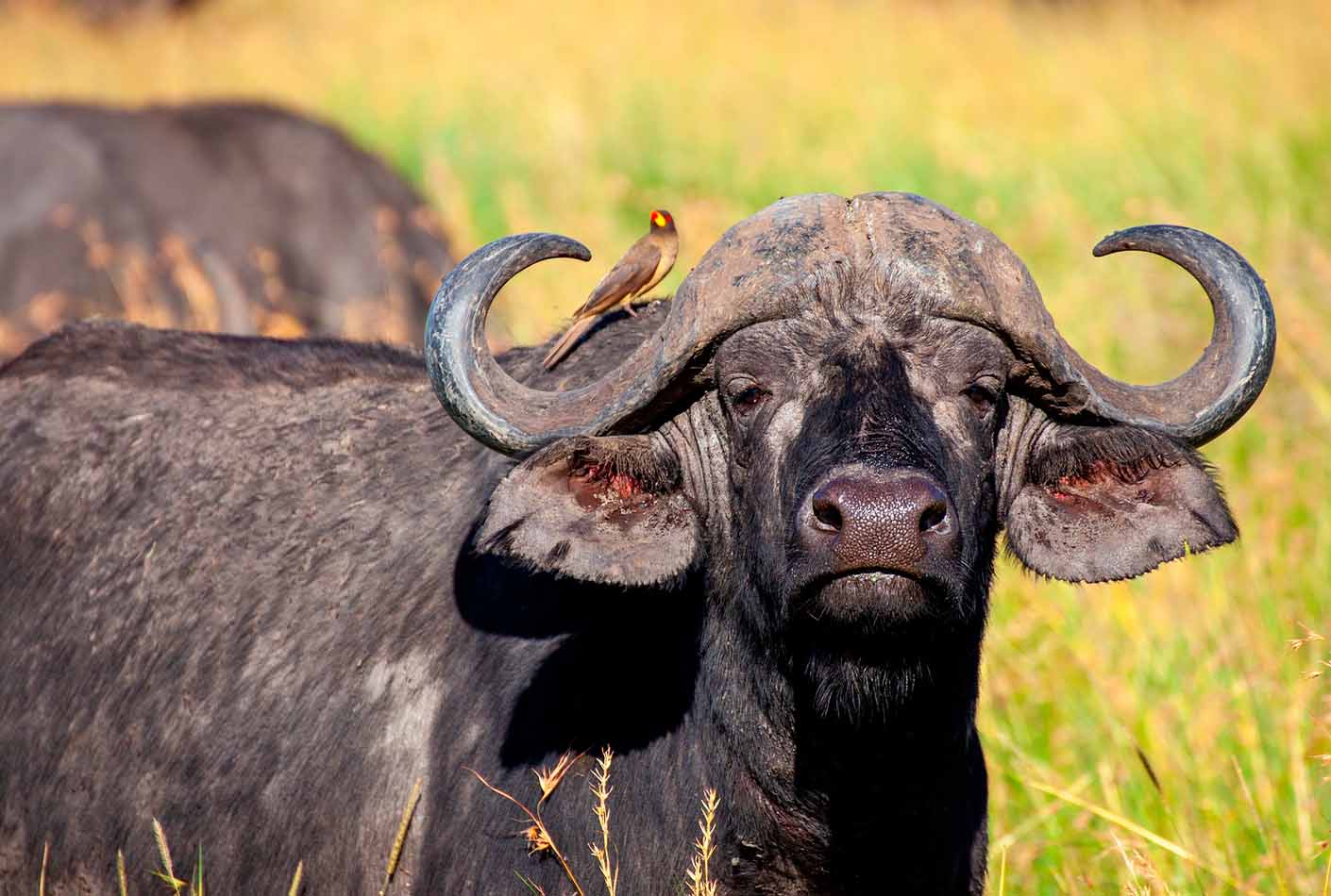 bufalos en la sabana de Masai Mara