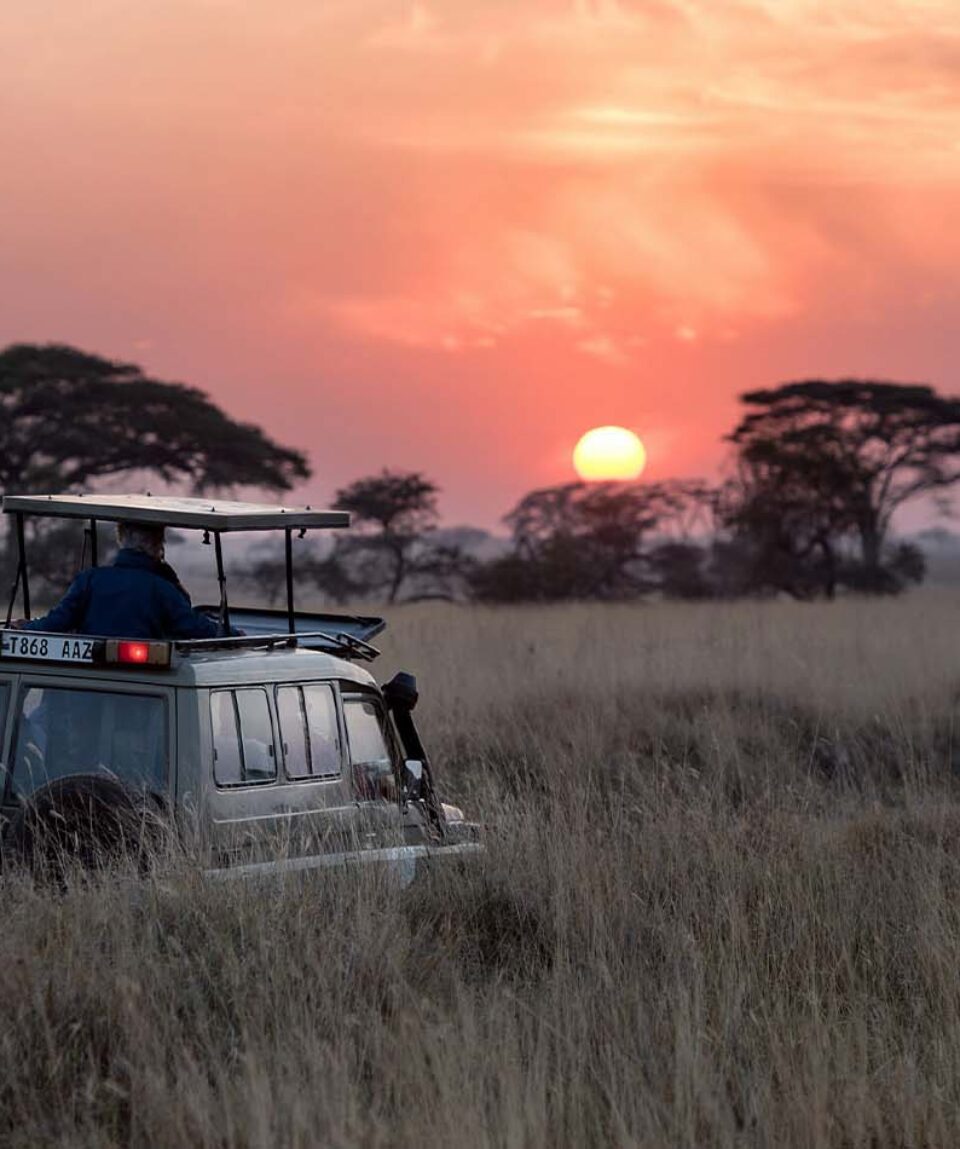 coches Safari