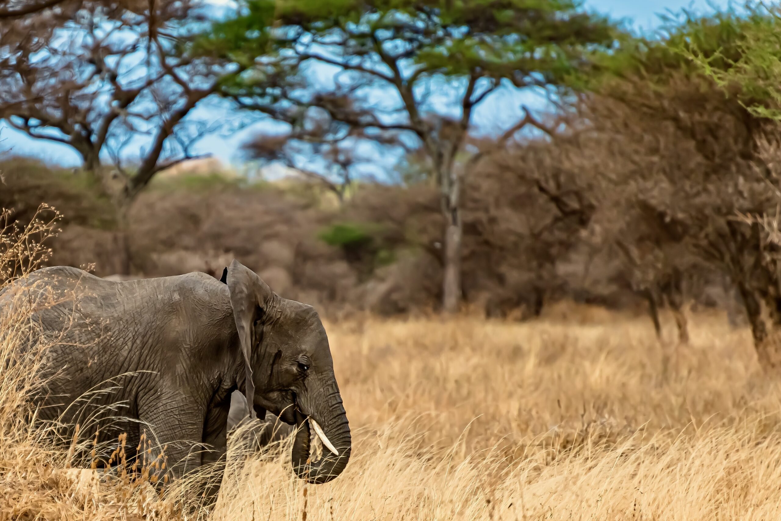 Closeup shot of a cute elephant walking on the dry grass in the wilderness
