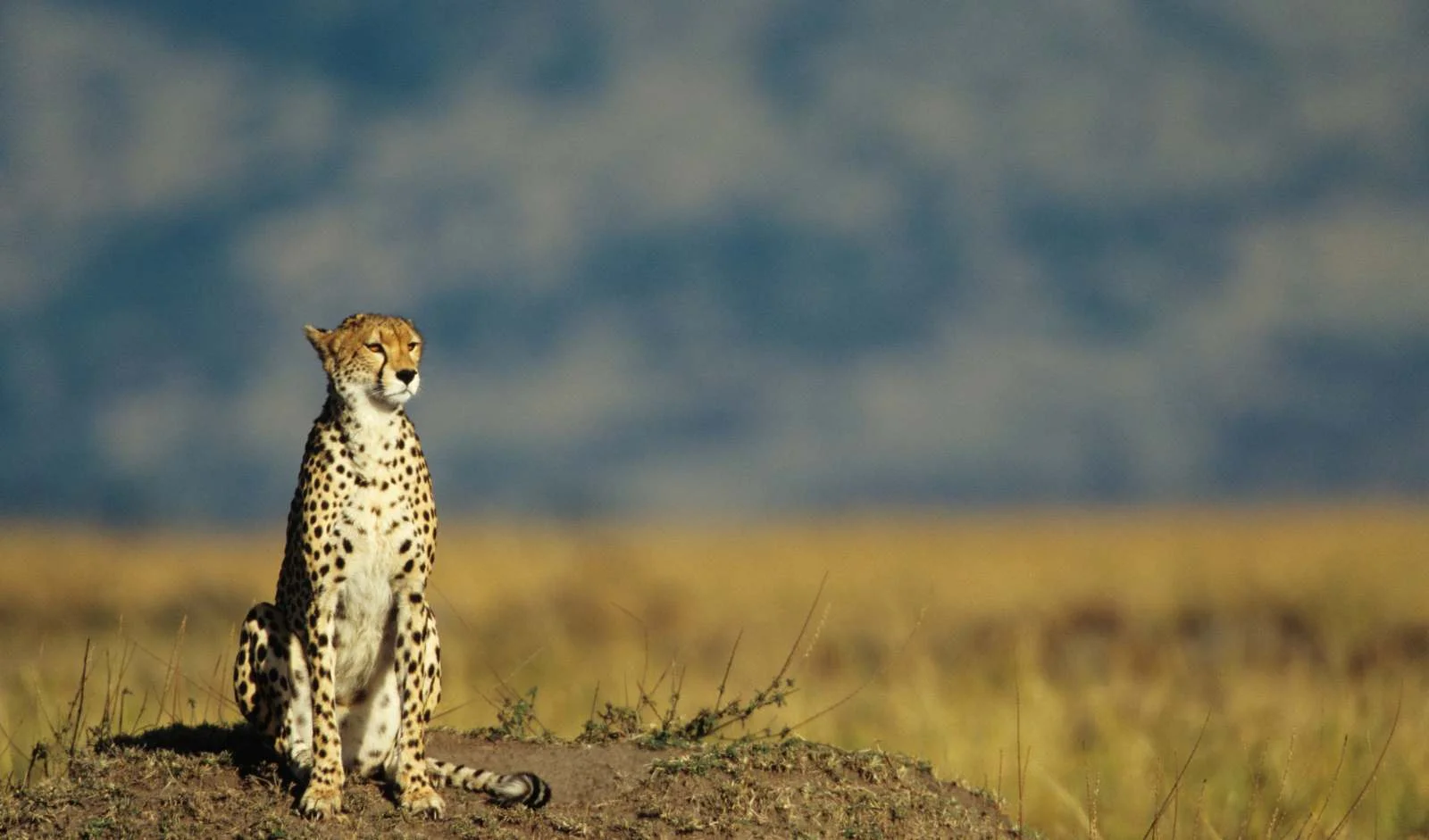 Kenia